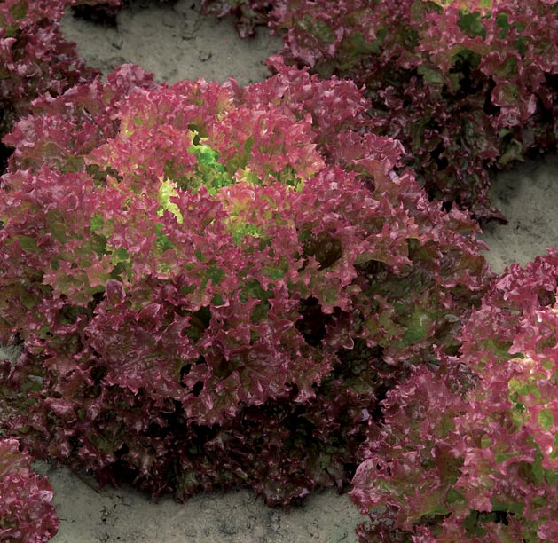 Autres salades Laitue pommée rouge Soliflore RZ Type rouge soutenu ++. Bonne régularité de comportement sur l ensemble de la saison. Pour les récoltes de printemps, été, automne.