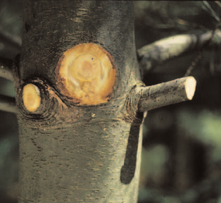 Lorsqu on coupe les branches, il faut protéger le bourrelet cicatriciel (renflement à la base de la branche (1) sur le tronc.