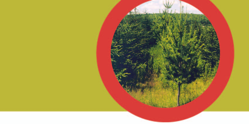 Une expérimentation Proposition d un modèle de plantation mixte : pins blancs et épinettes de Norvège Exemple de plantation mixte dans les Appalaches Les objectifs de l expérimentation sont : >