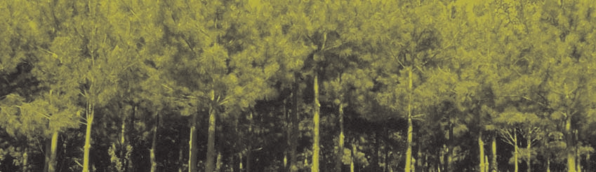Les avantages d une plantation mixte Le charançon du pin blanc et la rouille vésiculeuse du pin blanc sont deux ravageurs forestiers contre lesquels le propriétaire peut facilement intervenir