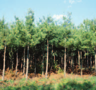 En fin d été, des aiguilles de pin blanc seront infectées par de nouvelles spores provenant des feuilles de 