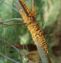 Pour se reproduire, ce champignon a besoin d un hôte secondaire, le gadelier (Ribes spp.). À la fin de l été, il produit des spores capables d infecter les aiguilles de pin blanc.