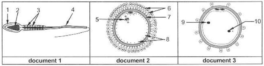 II/ Reproduction humaine: (4 points) Les documents 1, 2 et 3 représentent respectivement les structures schématiques d un spermatozoïde, d un massif cellulaire renfermant l ovocyte II au moment de l