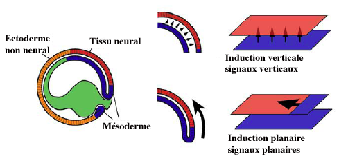 4) l induction neurale requiert la migration des cellules du mésoderme