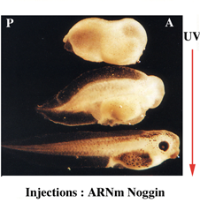7) nature moléculaire des signaux verticaux a) la protéine Noggin In vitro : induit l
