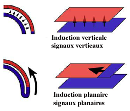 8) nature moléculaire des signaux planaires d) conclusion Hypothèse des deux signaux Cerberus, frizbee, chordin, noggin, follistatin Activation