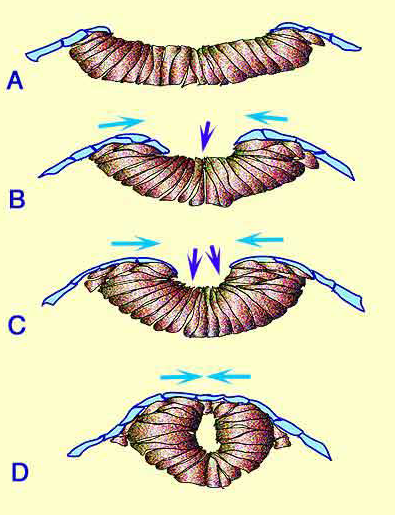 1) la neurulation met en place un tube dans la région dorsale de l