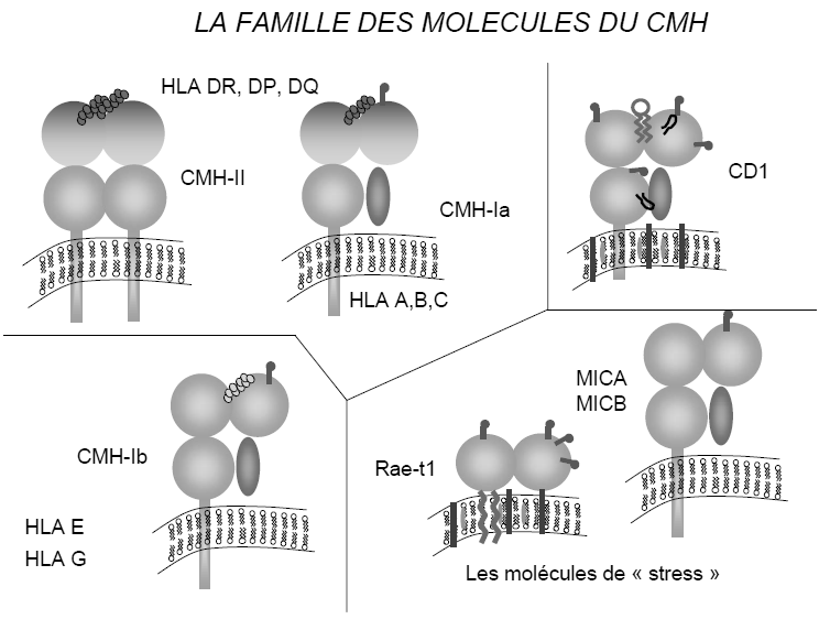 D. La famille des molécules du CMH Les HLA-A, HLA-B et HLA-C sont classiques, très polymorphiques. Ils régulent les réponses immunitaires des LT cytotoxiques et des NK.