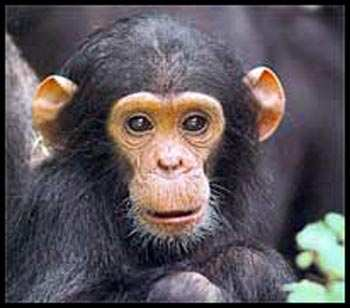 Apport sodé et PA chez le chimpanzé In socially stable primates, the addition of sodium to