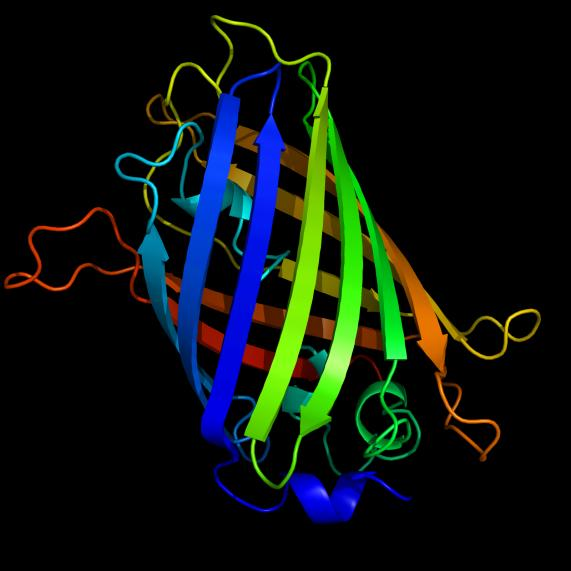 protéines recombinantes de fusion, permettant ainsi le suivi de l expression et de la localisation in vivo d une protéine d intérêt.