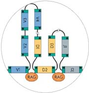 de la chaîne légère : assemblage au hasard de 2 segments de gènes V : variabilité J : Jonction (avec le fragment constant) qui s associeront avec la région constante pour coder la chaîne légère