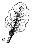 Description de l appareil végétatif (taille, racines, tige, feuilles ) La pensée sauvage est une petite plante sauvage, herbacée. Elle peut être annuelle ou vivace, et sa taille varie de 5 à 30 cm.