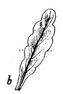 La tige atteint des grandeurs de 10 à 30 cm. Elle est flexueuse, c'est-à-dire courbée plusieurs fois dans sa longueur et est striée longitudinalement.