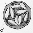 organisation de la Fleur Figure 4 : diagramme floral Fruit : Le fruit n'a pas de nom particulier.