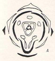 Elles sont pourvues d un arille (enveloppe charnue) et renferment un embryon droit au centre d un albumen charnu.
