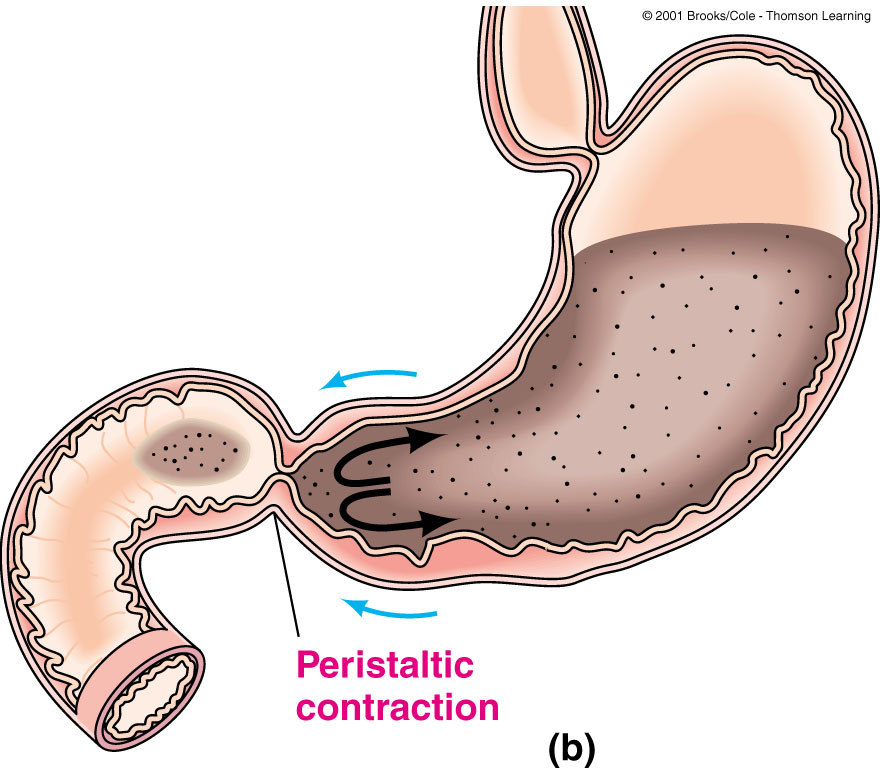 L estomac : structure et motilité L'estomac n a qu'une seule modalité de contraction : la contraction péristaltique.