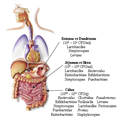 Tractus gastro- intestinal Bouche Gout Mastication Formation du bol alimentaire Salive Lubrification Rinçage Digestion