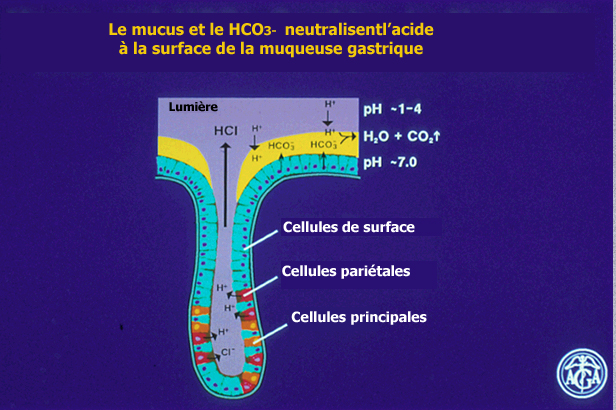 L estomac : le mucus Ensemble des mucosubstances gastriques (glycoproteines) Produit par les cellules