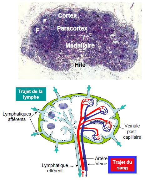 Structure du ganglion lymphatique 3
