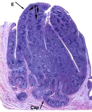 Amygdales palatines Parois latérales de la portion orale du pharynx Épithélium pavimenteux stratifié : Face luminale Invaginations profondes : Cryptes borgnes C.