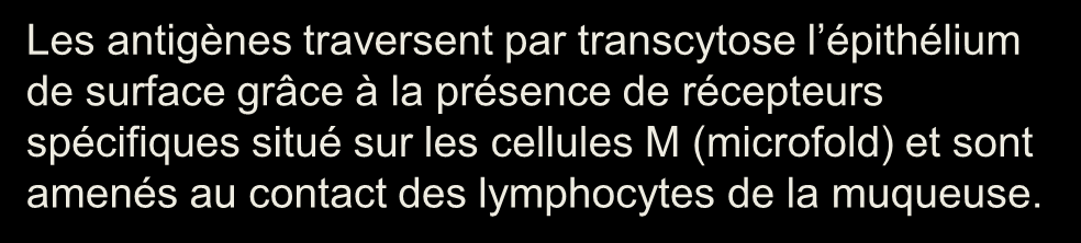 traversent par transcytose l épithélium de surface grâce à la présence de récepteurs