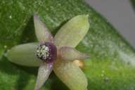 Description Appareil reproducteur : Petites fleurs dioïques ayant un périgone blanc verdâtre qui peut atteindre 2mm d épaisseur. L inflorescence est de type : racème de racèmes.