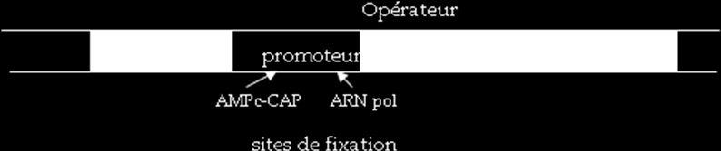 b. Fonctionnement : Figure 1 : Structure de l opéron lac - En absence de lactose, le répresseur LacI empêche la progression de l ARN polymérase et bloque l expression de l opéron, on dit qu il y a