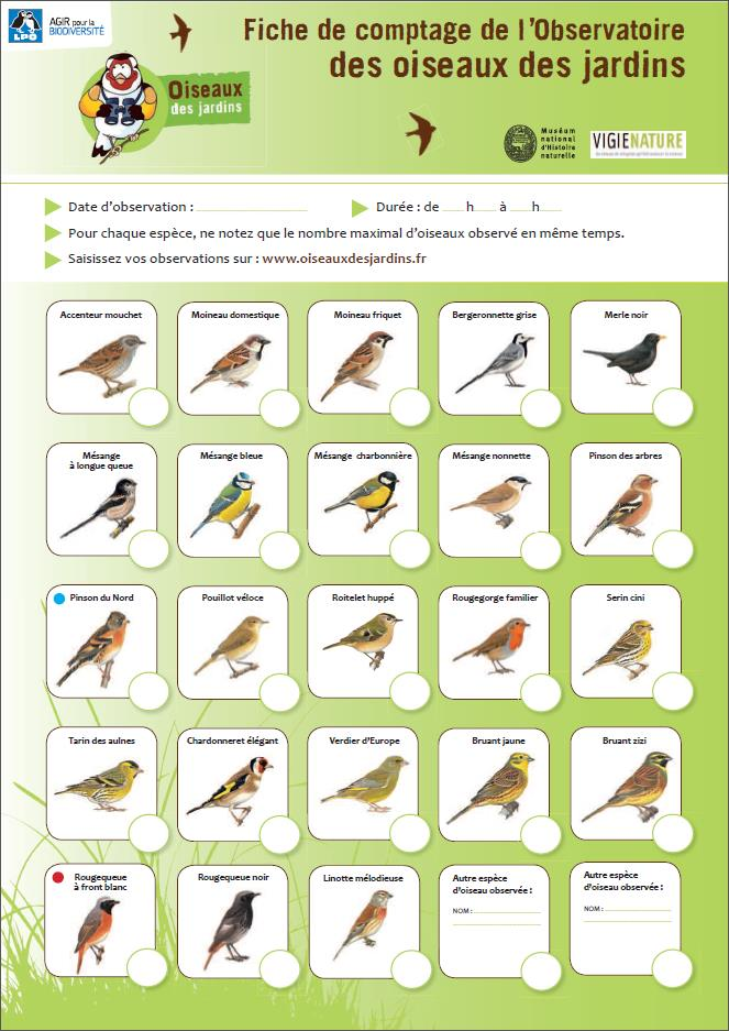 La fiche de comptage de l'observatoire Pour vous aider lors de vos comptages, vous pouvez utiliser la fiche de comptage de l Observatoire des oiseaux des jardins.