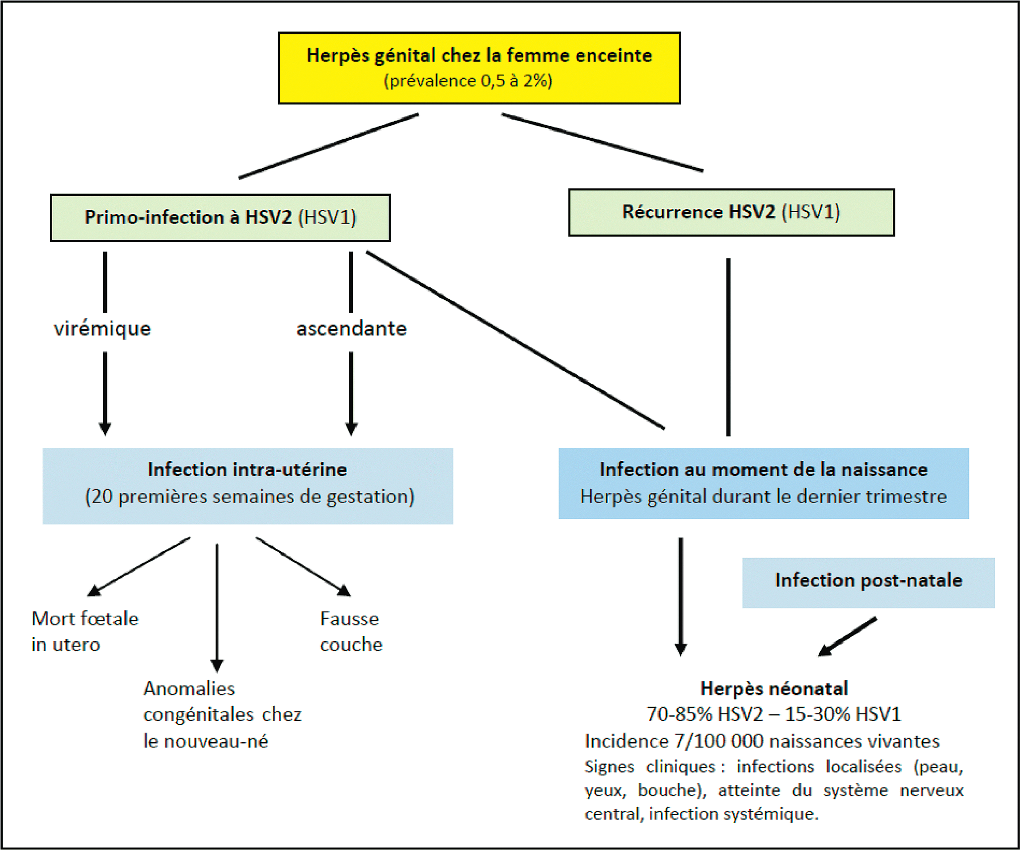 STRATÉGIES Figure 1. Infections génitales à HSV durant la grossesse et conséquences élevée, de l ordre de 15 % dans les formes neurologiques et de 40 à 70 % dans les formes systémiques [3, 4].