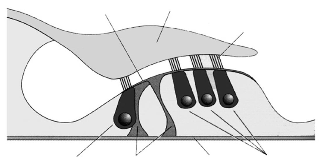 interne Piliers Membrane basilaire Membrane Cellules de Corti déplacée vers le
