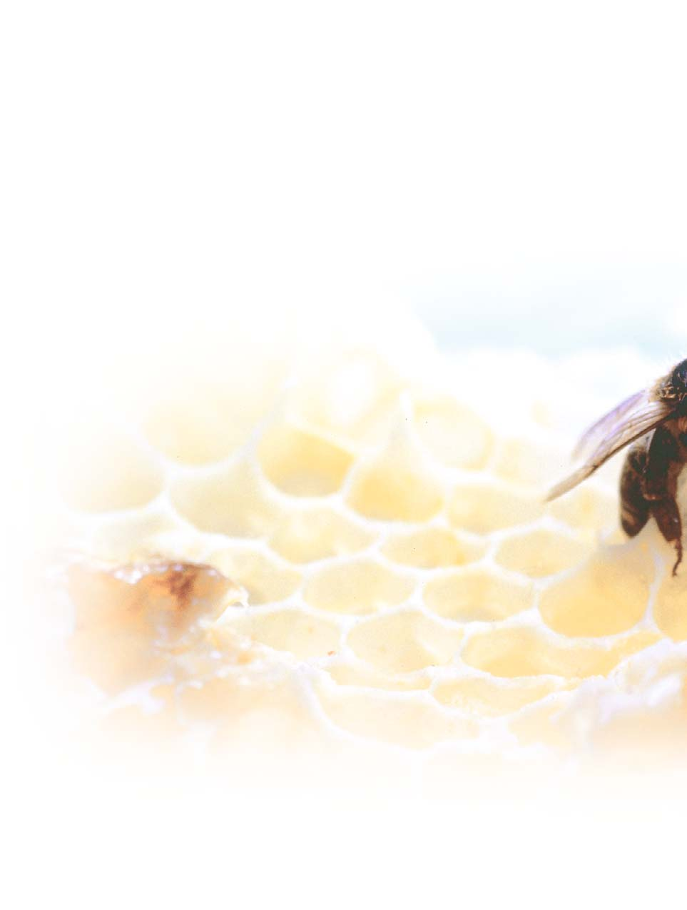 1. Produits prêts à l emploi pour l apiculture Le miel constitue la nourriture naturelle des abeilles.