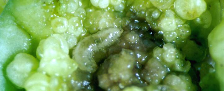 SYMPTÔMES ET DOMMAGES Résultat direct de l'alimentation des larves produisant une sécrétion