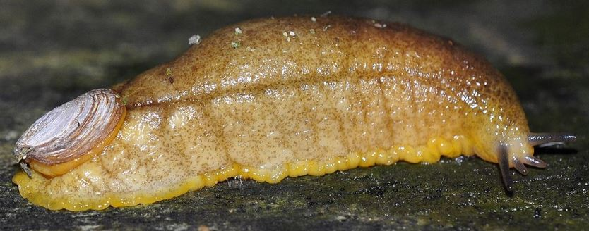 1- Testacellidae Note : seule Testacella haliotidea a été observée en Auvergne / Limousin.