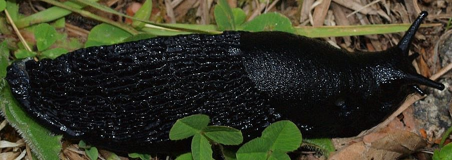 3.1.3 - grande espèce dépassant en général 10 cm noire (dissection non diagnostique?) 3.1.3.1 espèce entièrement noire, manteau, corps et frange du pied, sole grisâtre.