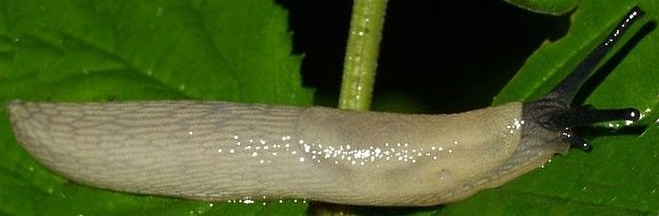 circumscriptus) A. circumscriptus était donné à teinte grise avec bandes sombres latérales étroites, manteau à petites macules noires A.