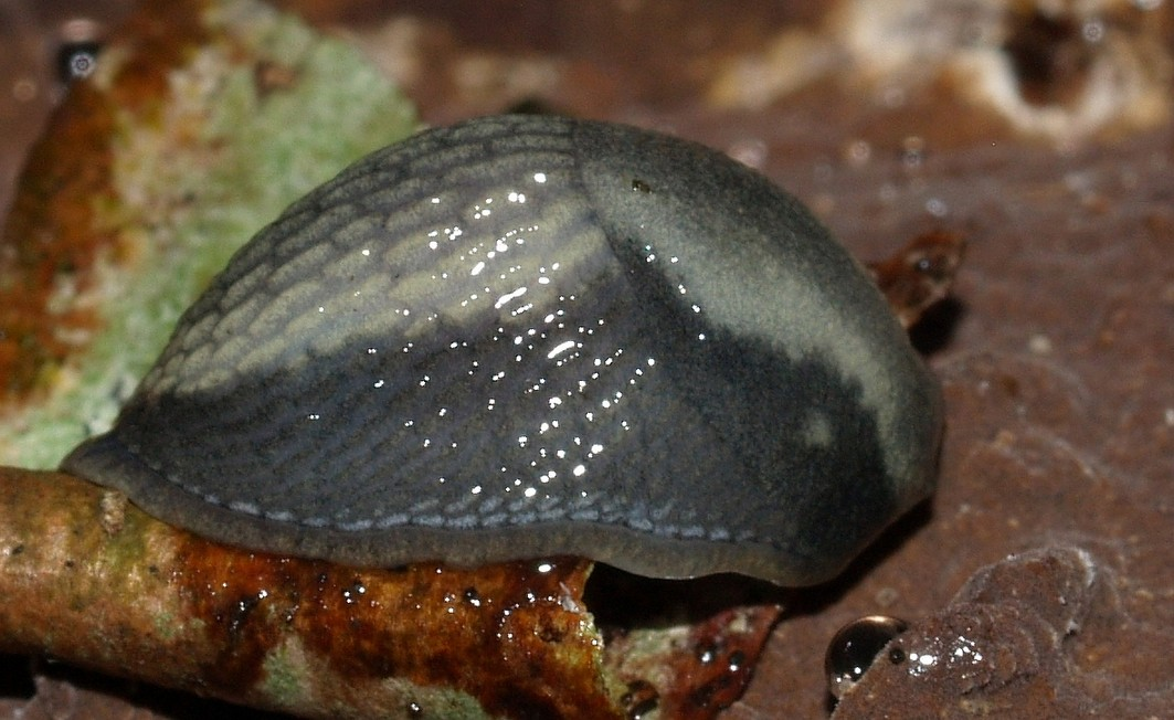 . Loche noire Arion hortensis Férussac 1819 3.2.3''.