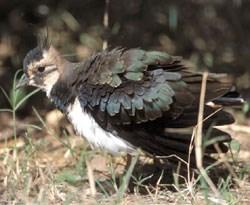 Le régime alimentaire des oiseaux migrateurs les rend dépendants des milieux où ils vivent.