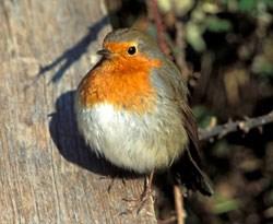 Noblet) Si certains oiseaux ne migrent pas c est qu ils trouvent la nourriture dont ils ont besoins sur place durant la mauvaise saison en partie grâce aux activités humaines.