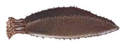 Contexte Le concombre de mer (Cucumaria frondosa) a une répartition quasi circumpolaire dans l'hémisphère Nord. Au large de Terre-Ne