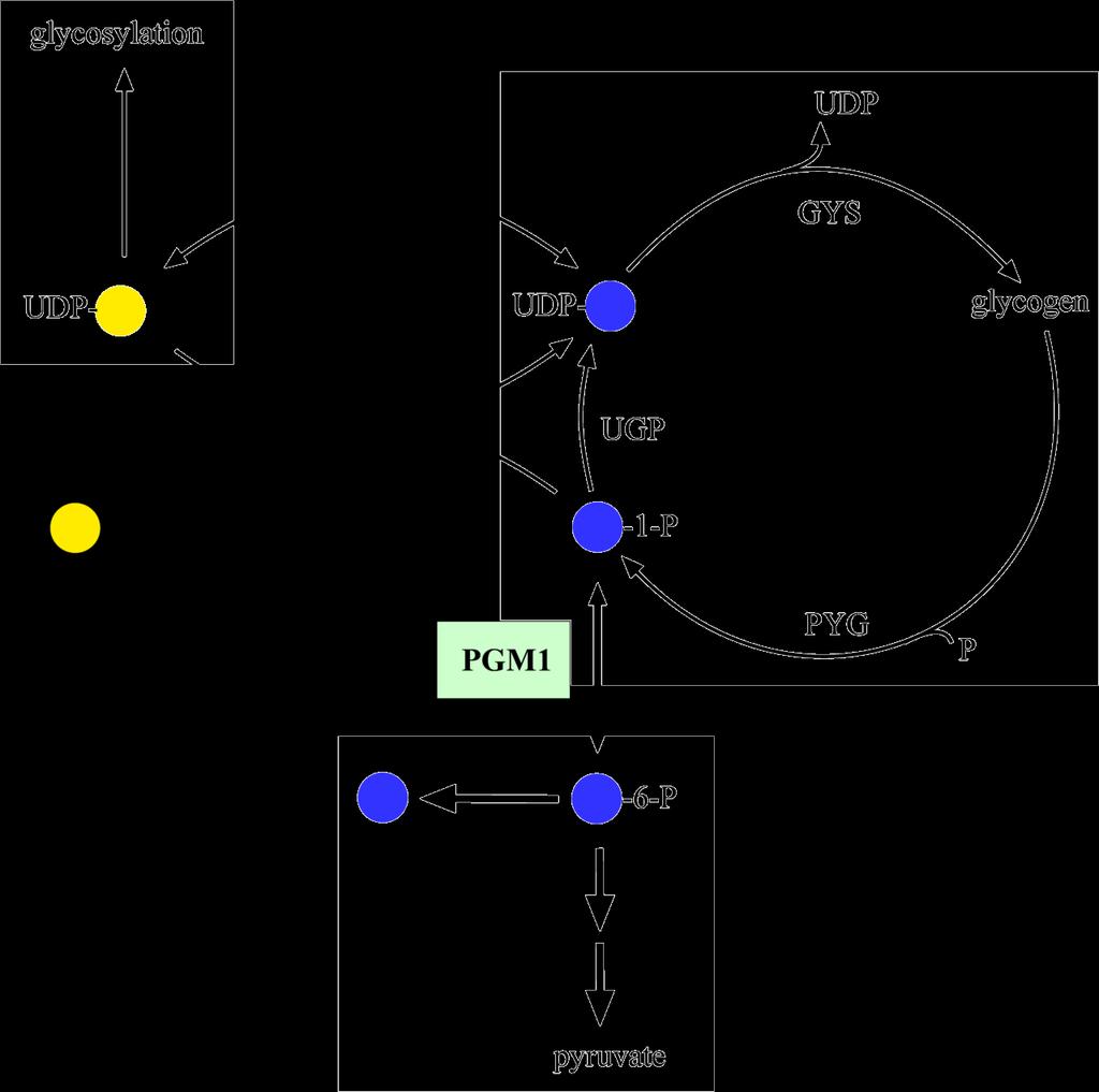 La phosphoglucomutase PGM1 intervient dans le métabolisme du glycogène, faisant le lien entre la glycogénogenèse et la