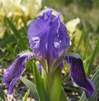 Photo: Balade Autres La fleur Les fleurs, généralement solitaires, sont bleus violets, jaune ou blanchâtres, peu odorantes, à pédoncule plus court que l'ovaire ou aussi longs que l'ovaire.