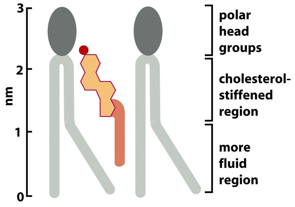 Le cholestérol influence la fluidité membranaire Figure