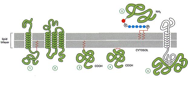 Interaction des protéines avec les membranes Protéines membranaires intrinsèques Solubilisables après destruction de la membrane