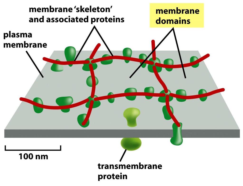 La membrane est renforcée par son association au cytosquelette (ex : réseau de