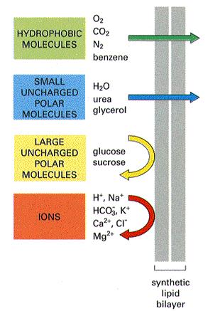 Les bicouches lipidiques sont imperméables aux molécules polaires gaz Les