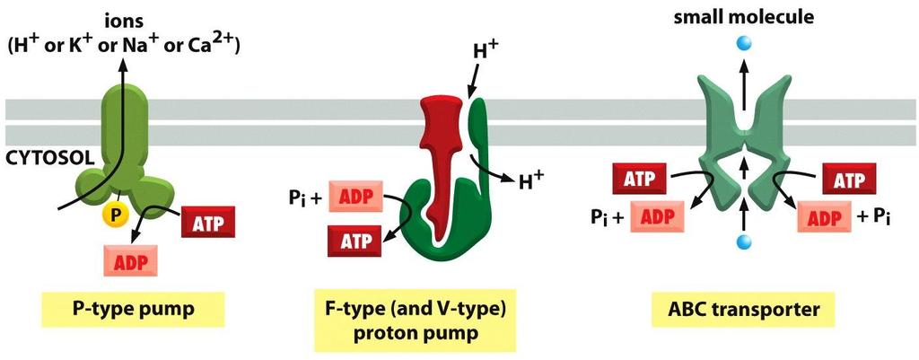 Les 3 types d ATPases Figure 11-12