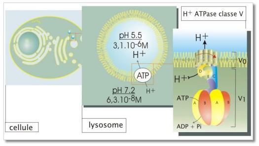 Régulation du ph des lysosomes (pompes à protons de type V-class) Le lysosome est un compartiment qui a pour fonction la dégradation
