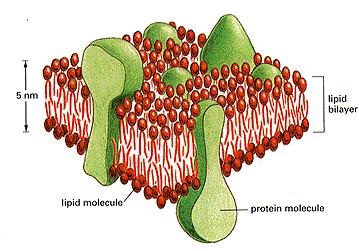 Les membranes biologiques sont constituées de lipides et de