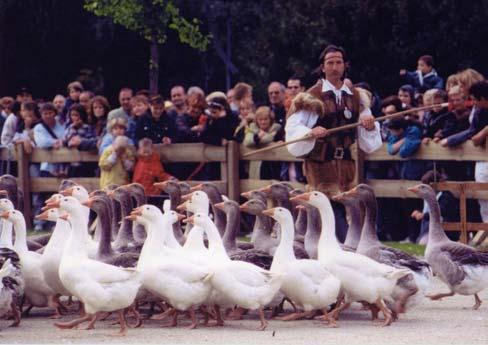 TA 06 OIES SAVANTES Un troupeau de 50 oies qui déambule dans les rues et dans la foule!