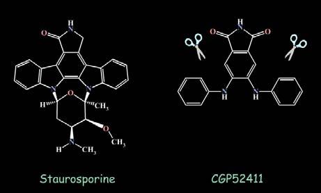 Un autre exemple: Mauvais Design, bon résultat La staurosporine est un inhibiteur compétitif de l ATP dans beaucoup de